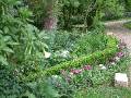 Mixed flowers and hedge